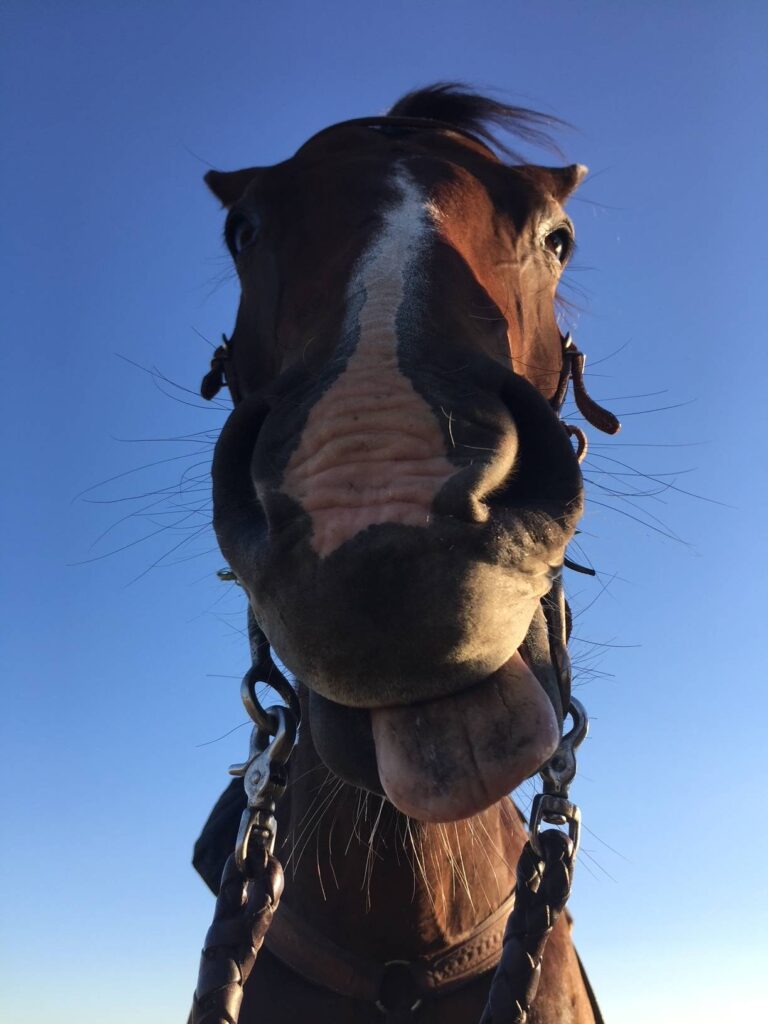 ChristiAnna's horse with it's tongue hanging out.