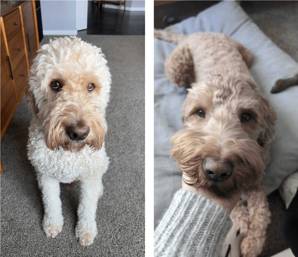 Tera's dogs, Toby and Beau.